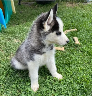 Sibiřský husky štěňata s pp