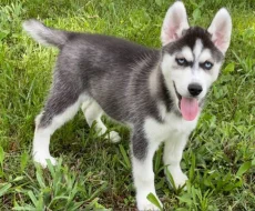 Sibiřský husky štěňata s pp