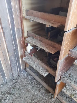 Prácheňský káník