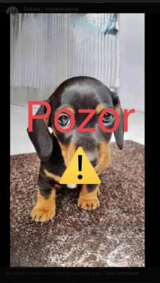 Jezevčík