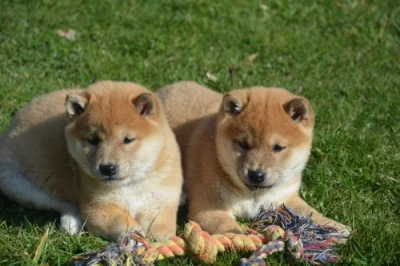 Shiba inu s průkazem původu