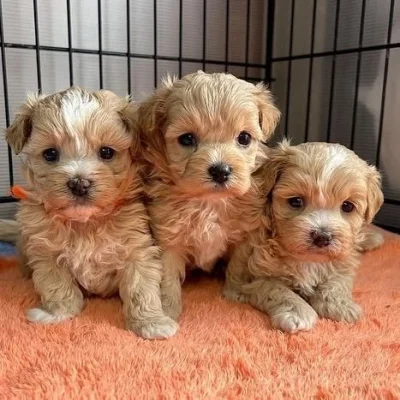Štěňata maltipoo