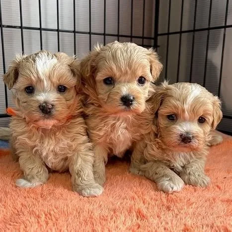 Štěňata maltipoo