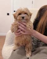 Štěňata maltipoo