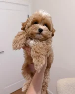 Štěňata maltipoo