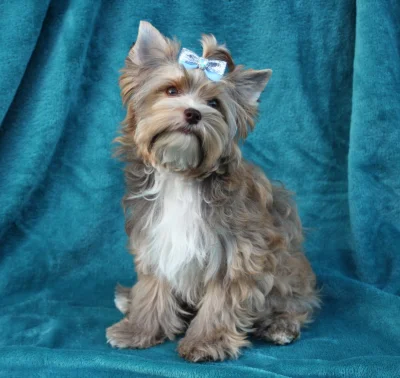 Jorkšírský teriér s PP, Yorkshire terrier, yorkšír štěně