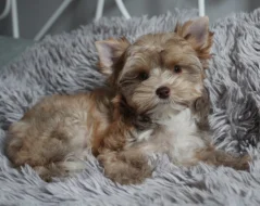 Jorkšírský teriér s PP, Yorkshire terrier, yorkšír štěně