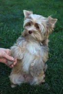 Jorkšírský teriér s PP, Yorkshire terrier, yorkšír štěně