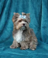 Jorkšírský teriér s PP, Yorkshire terrier, yorkšír štěně