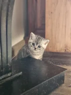 Britská whiskas koťátka s PP
