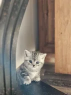 Britská whiskas koťátka s PP