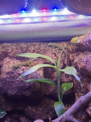 Prodám samice Felsuma Madagaskarská (Grandis)