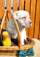Nabídka štěněte labradorského retrievera