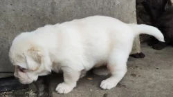 Nabídka štěněte labradorského retrievera