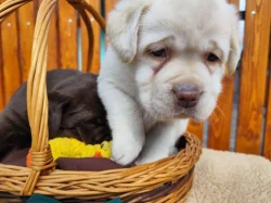 Nabídka štěněte labradorského retrievera