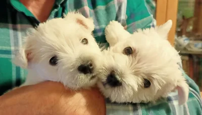 West highland white teriér (Westík)  štěňátka s PP
