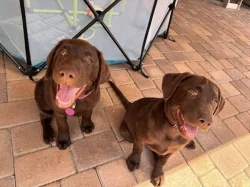 Nabízíme k prodeji labradorského retrívra