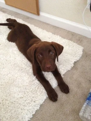 Nabízíme k prodeji labradorského retrívra