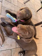 Nabízíme k prodeji labradorského retrívra