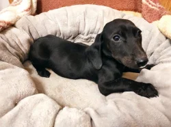 Kříženec anglického kokršpaněla a krátkosrstého jezevčíka