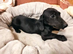 Kříženec anglického kokršpaněla a krátkosrstého jezevčíka