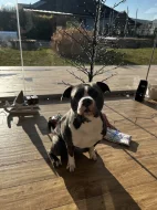 Čistokrevný modrý amstaff na prodej