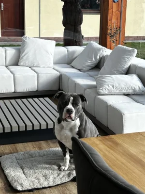 Čistokrevný modrý amstaff na prodej