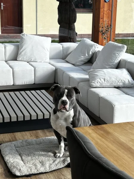 Čistokrevný modrý amstaff na prodej