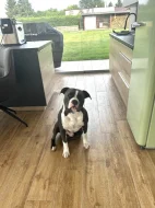 Čistokrevný modrý amstaff na prodej