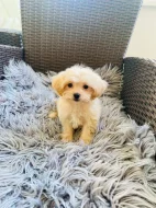 Maltipoo