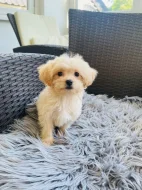 Maltipoo