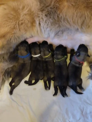 Štěňata leonbergera s PP