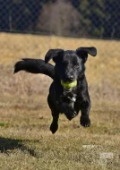 Darujeme opuštěného křížence