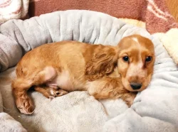 Anglický kokršpaněl štěňátka