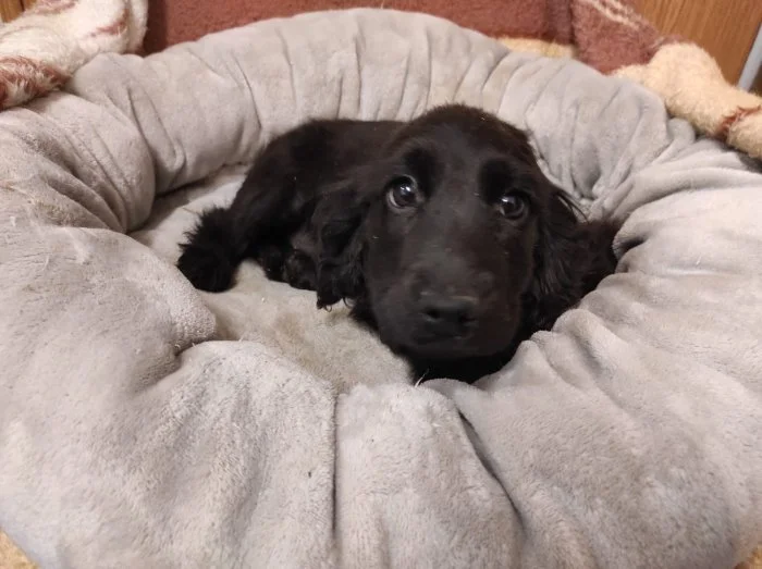 Anglický kokršpaněl štěňátka