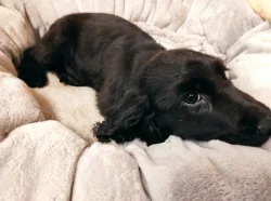 Anglický kokršpaněl štěňátka