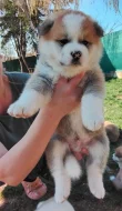 Akita Inu - predaj