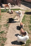 Akita Inu - predaj