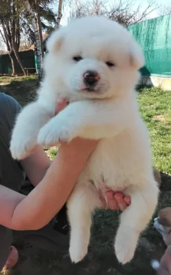 Akita Inu - predaj
