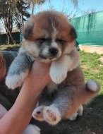 Akita Inu - predaj