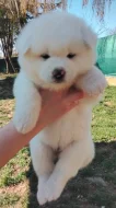 Akita Inu - predaj