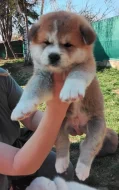 Akita Inu - predaj