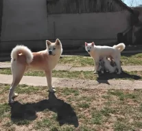 Akita Inu - predaj