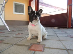 Francouzský buldoček s PP.