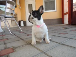 Francouzský buldoček s PP.