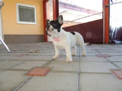 Francouzský buldoček s PP.