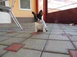 Francouzský buldoček s PP.