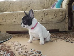 Francouzský buldoček s PP.