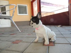 Francouzský buldoček s PP.