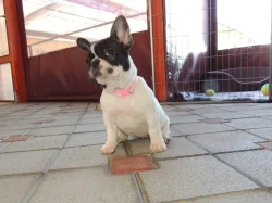 Francouzský buldoček s PP.